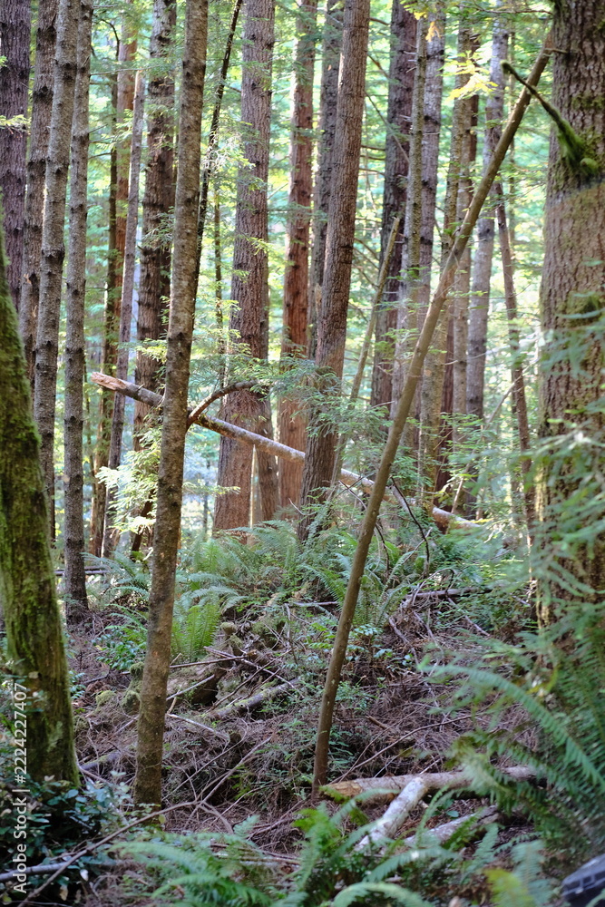 Fototapeta premium Thin Forest Trunks in Portrait View