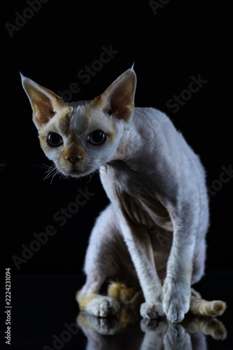 Obraz na plátně Red point Devon Rex cat standing on a reflective surface isolated on black backg