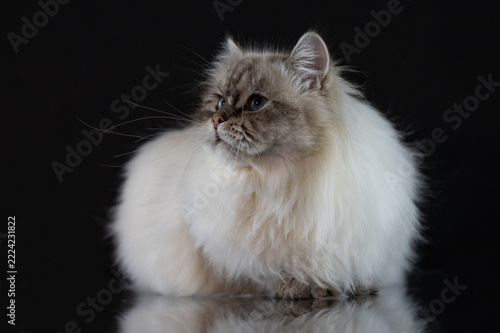 Fluffy Neva Masquerade cat sitting on a reflective surface isolated on black background