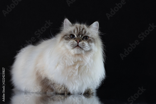 Fluffy Neva Masquerade cat sitting on a reflective surface isolated on black background