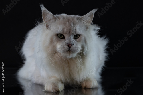 Majestic silver shade Maine Coon cat portrait posing on a dark glossy background with reflection