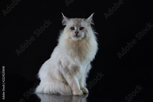 Majestic silver shade Maine Coon cat portrait posing on a dark glossy background with reflection