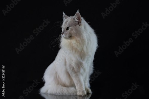 Majestic silver shade Maine Coon cat portrait posing on a dark glossy background with reflection