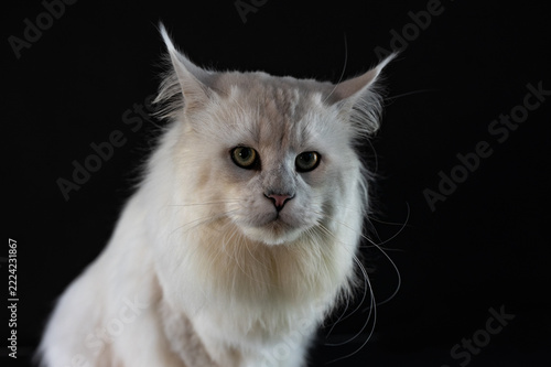 Majestic silver shade Maine Coon cat portrait posing on a dark glossy background with reflection