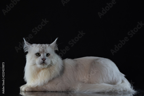 Majestic silver shade Maine Coon cat portrait posing on a dark glossy background with reflection
