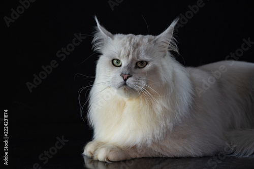 Majestic silver shade Maine Coon cat portrait posing on a dark glossy background with reflection