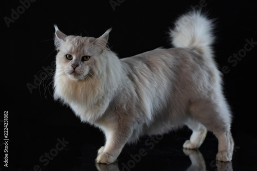 Majestic silver shade Maine Coon cat portrait posing on a dark glossy background with reflection