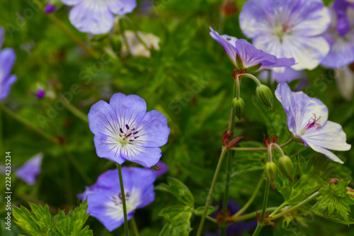 Blue Meadow Cranesbill (Geranium pratense) flowers in full bloom. Delicate purple floral macro with visible petal veins on green background.