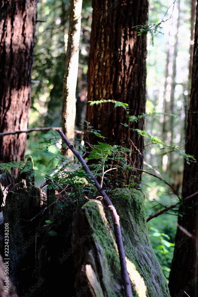 Fototapeta premium Mossy Stump Between Redwood Trunks