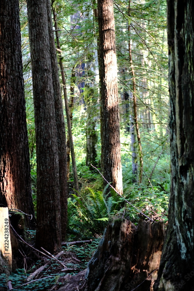 Fototapeta premium Forest with a Stump in the Foreground