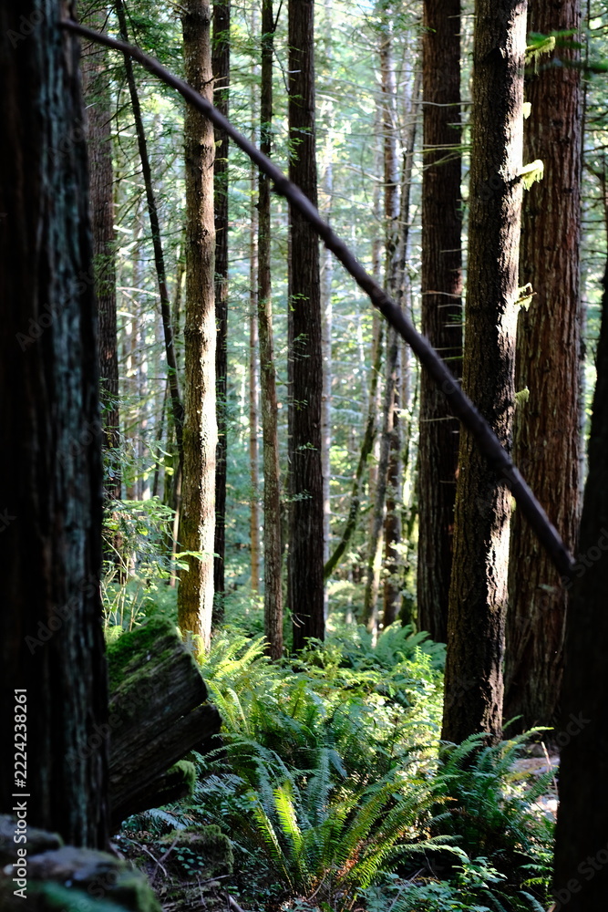 Fototapeta premium Forest with a Diagonal Branch and Ferns