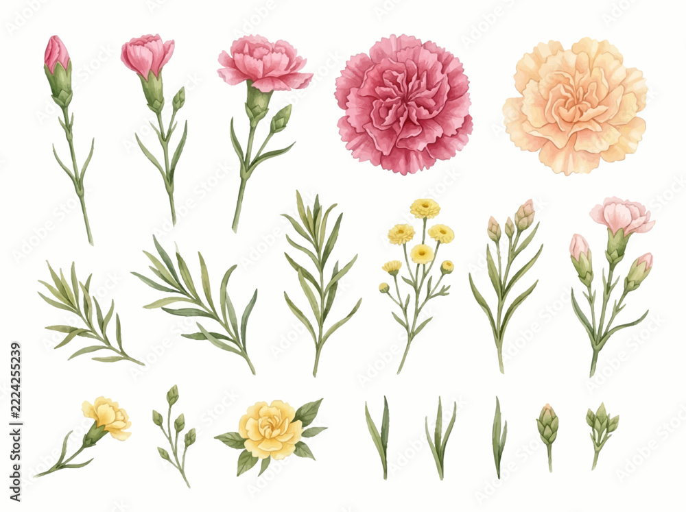 Obraz premium Watercolor Carnations and Floral Botanical Vector Illustration