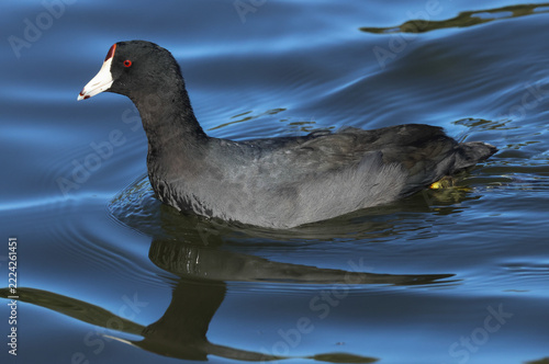 An American Coot, Fulica americana, swimming on a lake.