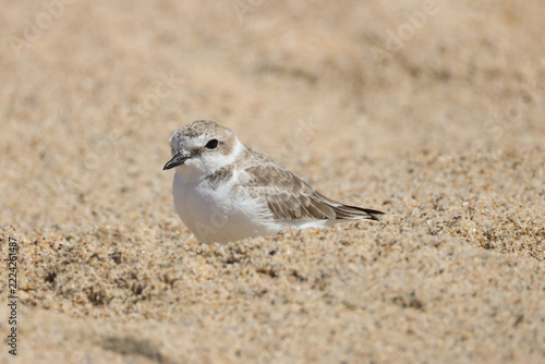 A rare Snowy Plover, Anarhynchus nivosus, feeding on the beach.
