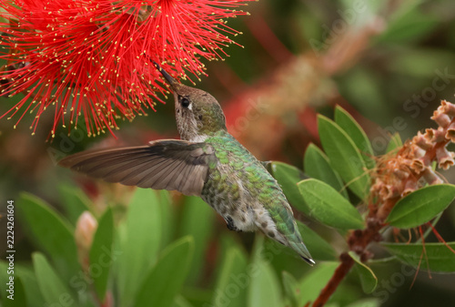 An Anna's Hummingbird, Calypte anna, feeding from a  bottlebrush flower.