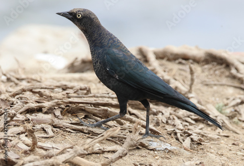A Brewer's Blackbird, Euphagus cyanocephalus, foraging for food near the beach.