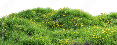 Green grass hill with blooming yellow dandelions isolated on transparent background.