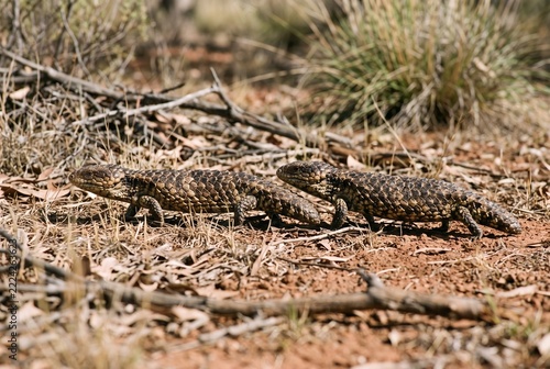 Ground level macro of a wild Shingleback lizard pair walking together during spring courtship