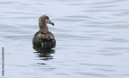 A near threatened Black-footed Albatross, Phoebastria nigripes, swimming way out in the pacific ocean.