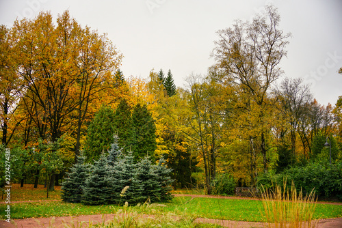 Autumn Park with Yellow Trees and Spruce Trees