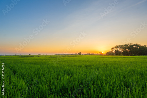 Green Rice Field at Sunset with Golden Sky