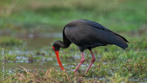 Black Ibis foraging in marshland during golden hour with shallow depth of field