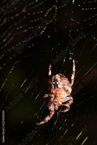 Close up of a garden spider on a spiderweb web on a dark background arachnid