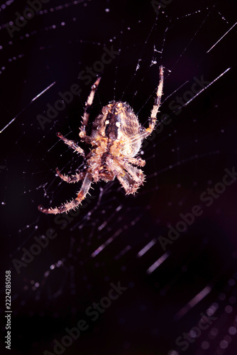 Close up of a garden spider on a spiderweb web on a dark background arachnid