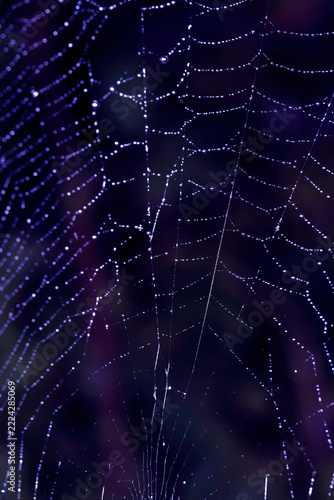 Close up of a garden spider on a spiderweb web on a dark background arachnid