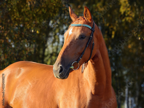 Thoroughbred race horse in nature autumn woods