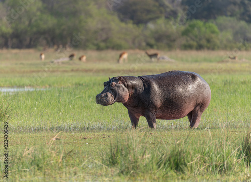 Hippopotamus walking in marshland in the Okkavango Delta, Botswana, Africa