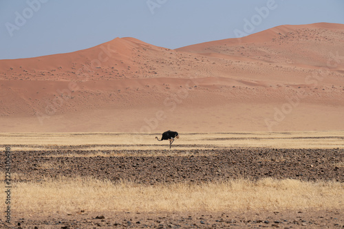 Common ostrich with dunes behind in Sesriem in the Namib Desert, Namibia, Africa
