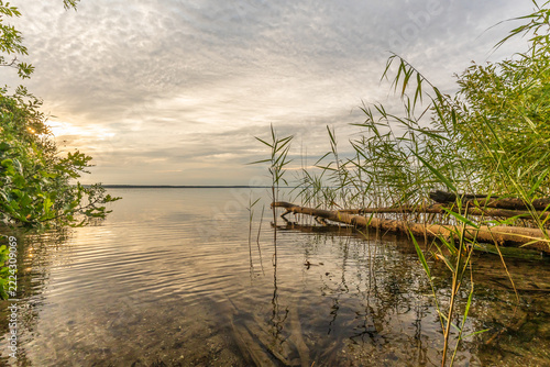 Die Natur an der Müritz in Mecklenburg-Vorpommern im Sommer