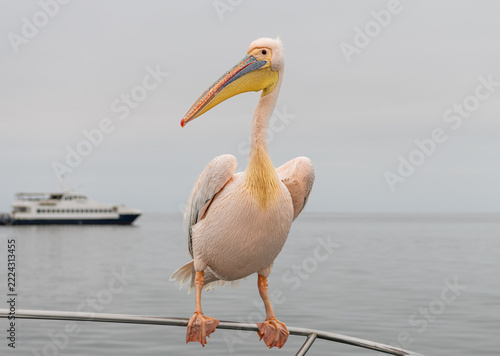 A Great white pelican on a boat rail in Walvis Bay, Namibia, Africa