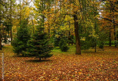 Autumn Forest with Deciduous and Evergreen Trees