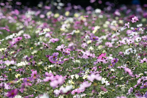 Field of pink and white cosmos flowers blooming in sunlight during autumn nature copy space background