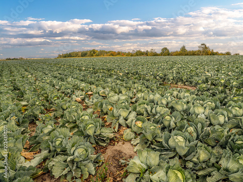 Cabbage Field on a Rural Farm With Neat Rows of Green Vegetables Ready for Harvest