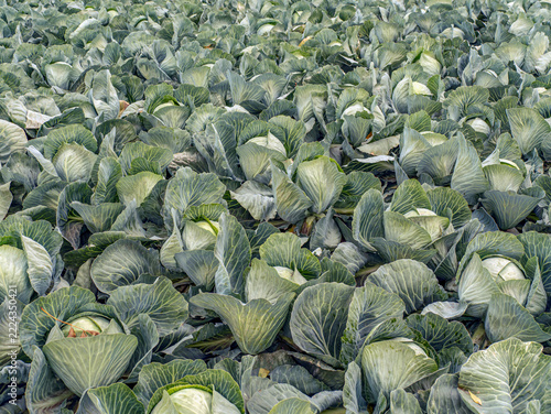 Green Cabbage Field on a Vegetable Farm Ready for Harvest With Lush Leaves and Rows of Crop