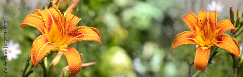 Flowers bloom in a garden on a sunny day after rain with drops of water on the petals