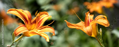 Bright orange flowers bloom in a garden during daytime in summer