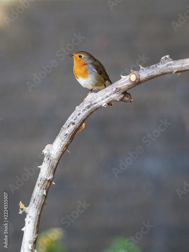 Lovely small bird 
