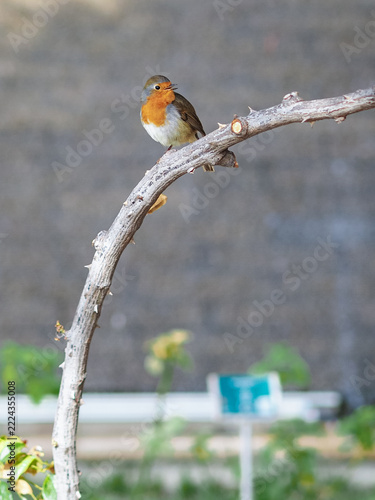 Lovely small bird 