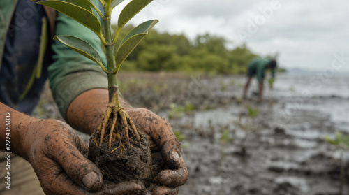 Mangrove seedling in muddy hands, biodegradable nursery plant during coastal restoration, with volunteers planting trees in tidal wetland