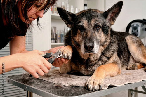 Woman carefully trims a German shepherd's nails on a grooming table