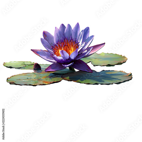 water lily flower