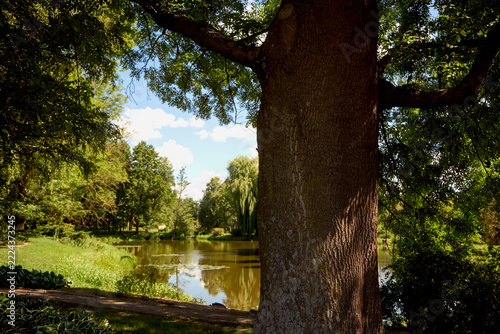 drzewo nad stawem 
