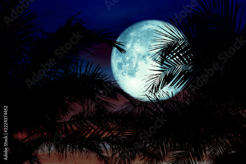 Full Worm blue Moon and silhouette tree on the roof and night sky