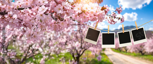 Panoramic from blank memories hanging on clothesline with cherry blossoms