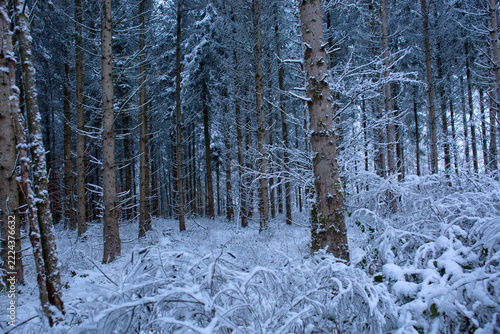 Frozen fir trees after a snowfall on a cold winter day .
