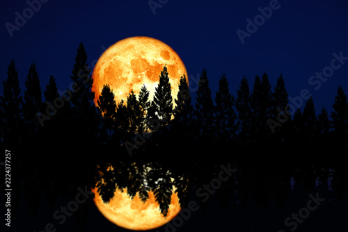 reflection corn planting blood moon rise back top pine clear cloud on the night sky